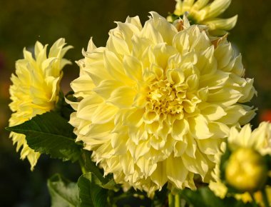 Dev bir yıldız çiçeğinin güzel yakın çekimi