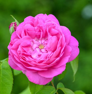 Beautiful close-up of a pink rose