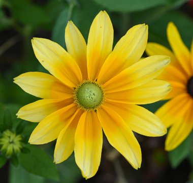 Beautiful close-up of rudbeckia hirta flower