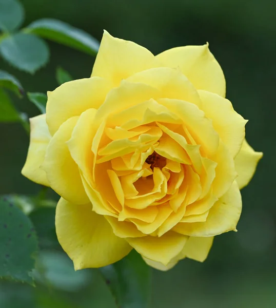 Beautiful Close Rose — Stock Photo, Image