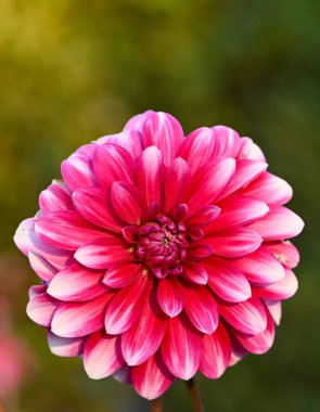 Beyaz ve mor bir yıldız çiçeğinin güzel yakın çekimi