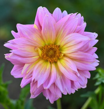 Pembe bir yıldız çiçeğinin güzel yakın çekimi