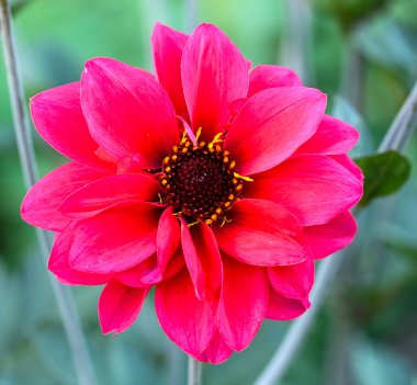 Beautiful close-up of a pink dahlia flower