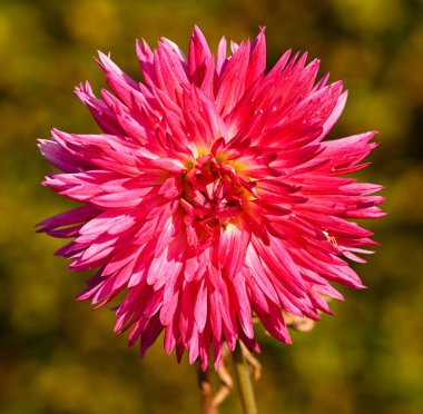 Beautiful close-up of a cactus dahlia