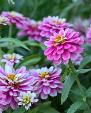 Beautiful close-up of a zinnia flower