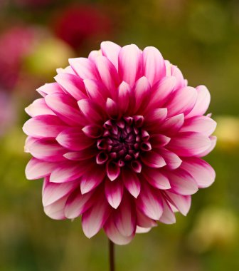 Beyaz ve mor bir yıldız çiçeğinin güzel yakın çekimi