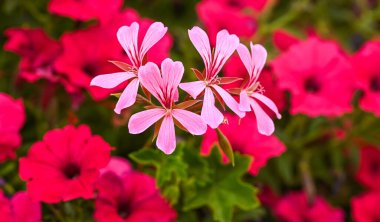 Beautiful close-up of pelargonium peltatum