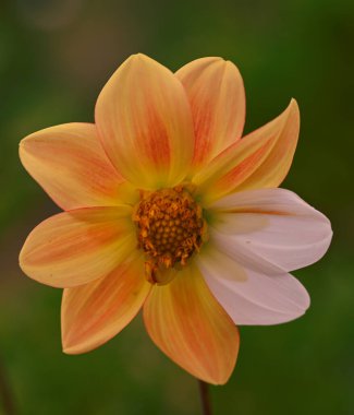 Beautiful close-up of an orange dahlia with two white petals