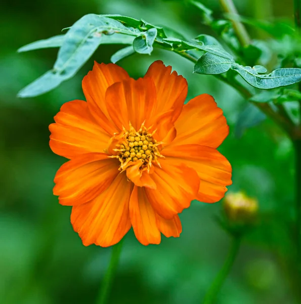 Beautiful Close Cosmos Sulphureus Flower — Stock fotografie