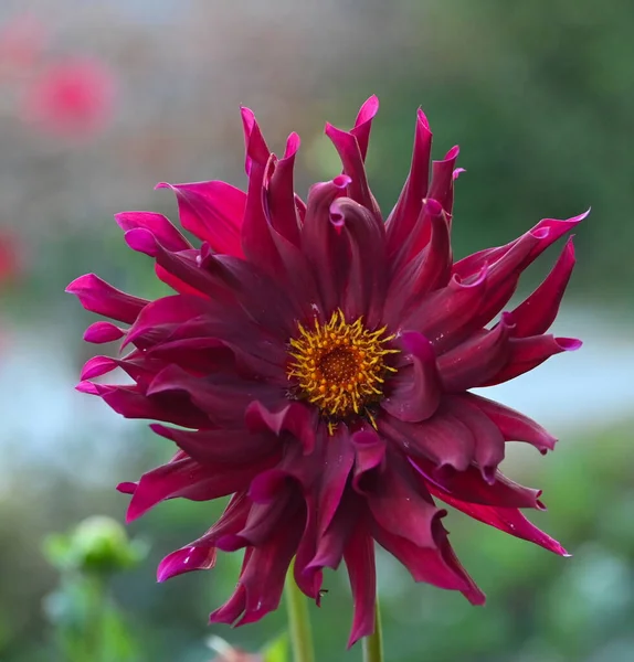 Beautiful Close Purple Dahlia — Zdjęcie stockowe