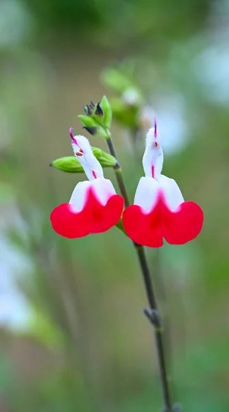 Salvia Microphylla Enghien Park Βέλγιο — Φωτογραφία Αρχείου