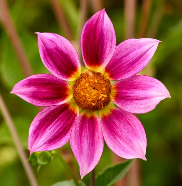 Beautiful Close Single Flowered Dahlia — Stock Photo, Image