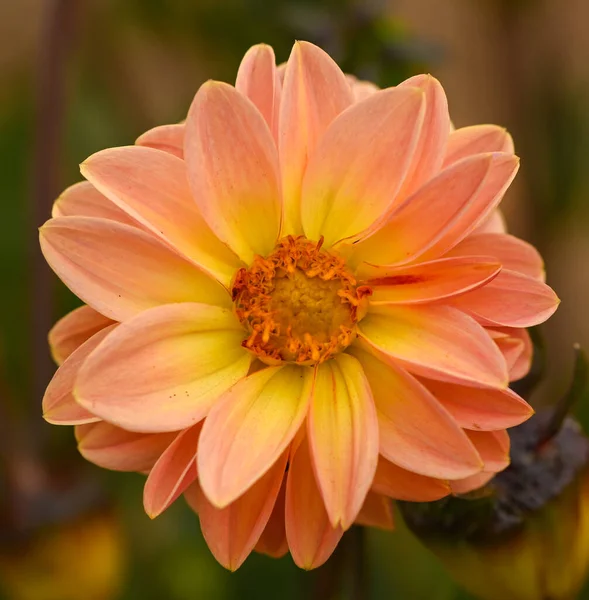 Beautiful Close Orange Dahlia — Photo
