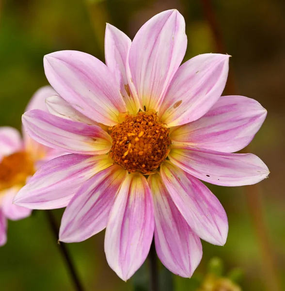 Beautiful close-up of a pink dahlia flower