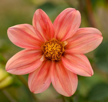 Tek çiçekli kırmızı bir yıldız çiçeğinin güzel yakın çekimi