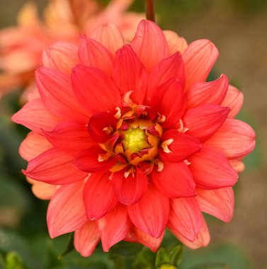 Dekoratif bir yıldız çiçeğinin güzel yakın çekimi