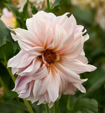 Dekoratif bir yıldız çiçeğinin güzel yakın çekimi