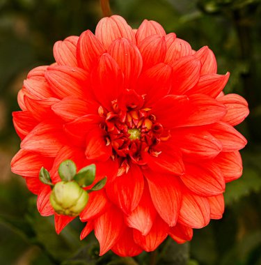 Kırmızı yıldız çiçeğinin güzel yakın çekimi