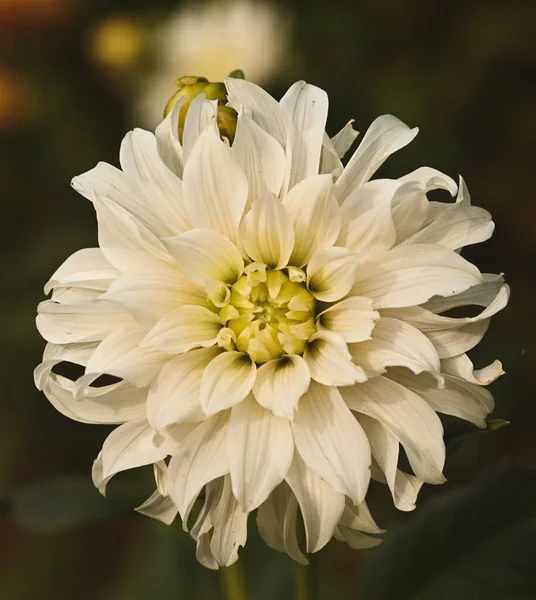 Beautiful Close Decorative Dahlia — Stok fotoğraf