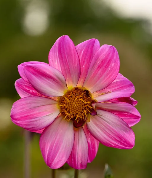 Beautiful Close Pink Dahlia Flower — 图库照片