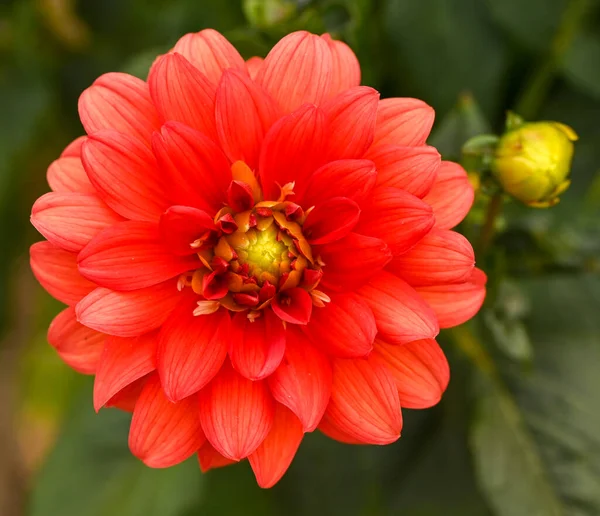 Beautiful Close Red Dahlia — Stock Photo, Image