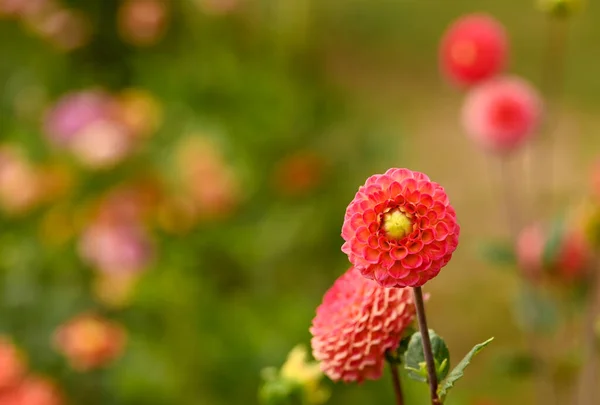 Beautiful Close Pompon Dahlia — Fotografia de Stock