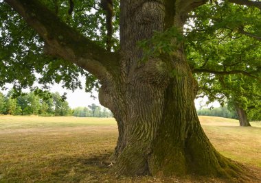 Quercus robur or English oak, Enghien, Belgium