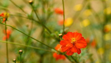 Beautiful close-up of cosmos sulphureus flower