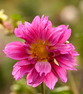 Pembe bir yıldız çiçeğinin güzel yakın çekimi