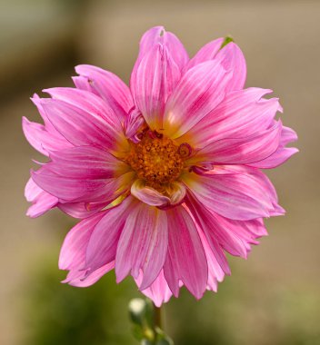 Pembe bir yıldız çiçeğinin güzel yakın çekimi