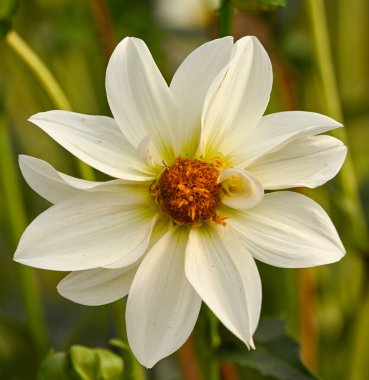 Beyaz bir yıldız çiçeğinin güzel yakın çekimi