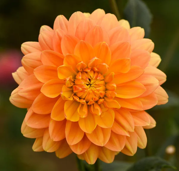 Beautiful Close Orange Dahlia — ストック写真