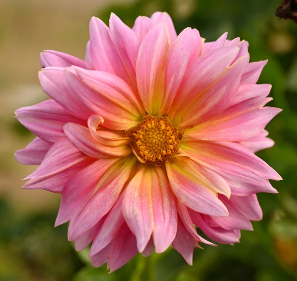 Beautiful close-up of a decorative dahlia