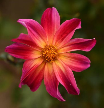 Pembe bir yıldız çiçeğinin güzel yakın çekimi