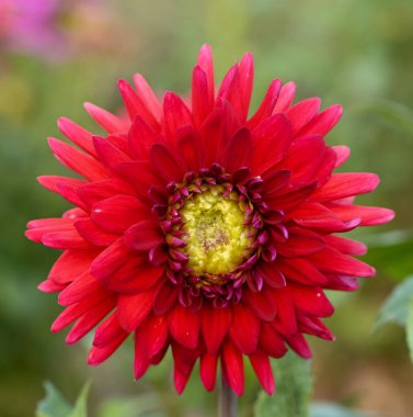 Kırmızı yıldız çiçeğinin güzel yakın çekimi