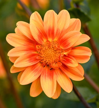 Portakallı bir yıldız çiçeğinin güzel yakın çekimi