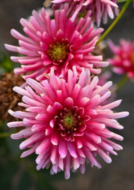 Beautiful close-up of a cactus dahlia