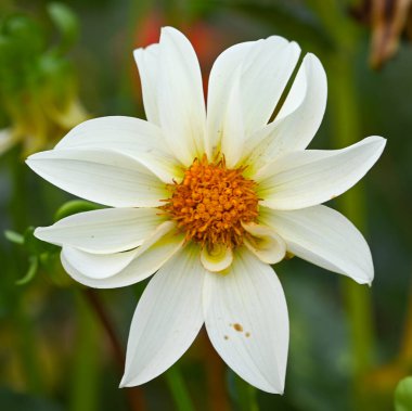 Close-up of a single-flowered dahlia
