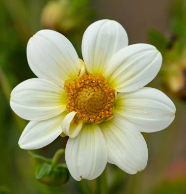 Close-up of a single-flowered dahlia