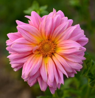 Dekoratif bir yıldız çiçeğinin güzel yakın çekimi