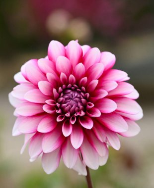 İki renkli yıldız çiçeğinin güzel yakın çekimi