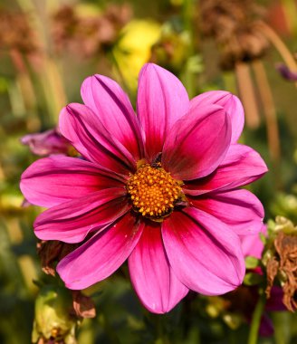 Beautiful close-up of a pink dahlia flower