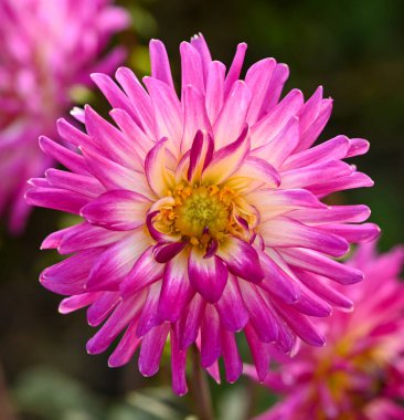 Pembe bir yıldız çiçeğinin güzel yakın çekimi