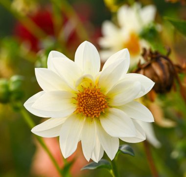 Beyaz bir yıldız çiçeğinin güzel yakın çekimi