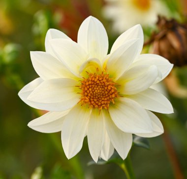 Beyaz bir yıldız çiçeğinin güzel yakın çekimi