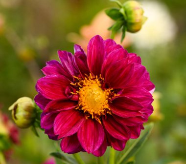 Mor bir yıldız çiçeğinin güzel yakın çekimi