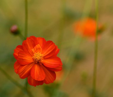Beautiful close-up of cosmos sulphureus flower