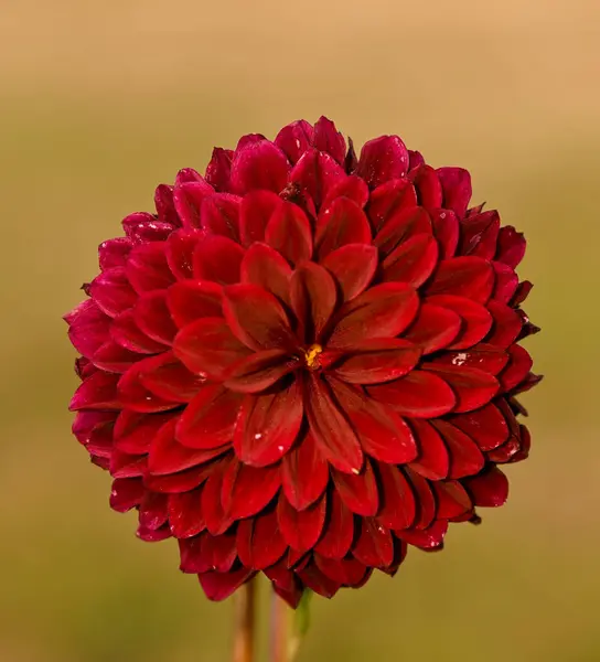 Beautiful Close Purple Dahlia — Stockfoto