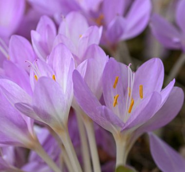 Beautiful close-up of colchicum autumnale