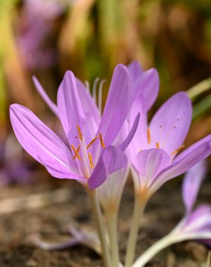 Beautiful close-up of colchicum autumnale